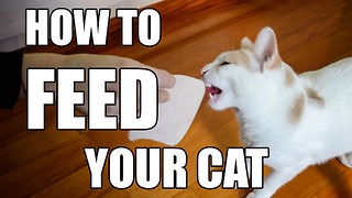How To Feed Your Cat