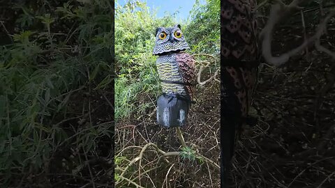 Oscar The Owl, Now On Fig Tree Guarding Duty