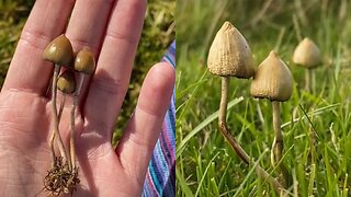 My most meaningful Magic Mushroom Experience