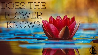 Does the Flower Know Spiritual Poetry Piece | David Drapela | A Quiet Place