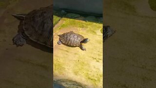 Turtles II cute turtle II #shorts