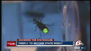 It’s official! The firefly - or lightning bug - is now Indiana’s state insect