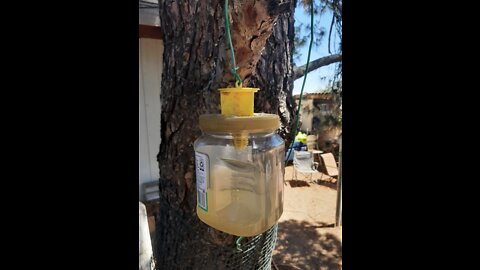 Reusable fly traps (pt 1)