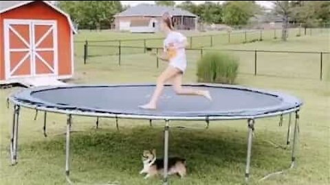 Dog chases owner under trampoline