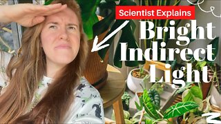 Bright Indirect Light For Plants Explained. What Is Bright Indirect Light For Houseplants?