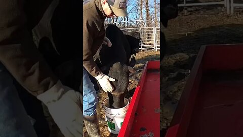 Feeding on a beautiful, sunny winter day. #farm #ranch #cattle #farmlife #ranchlife #bull #cowboys