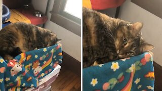 Cat Pretends To Sleep To Avoid Taking Her Medicine