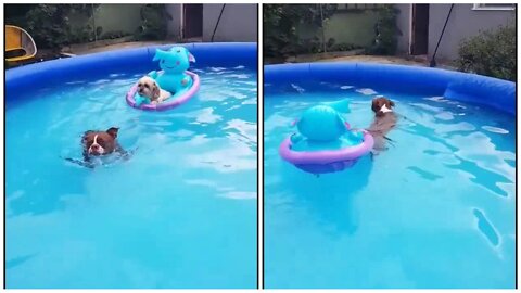 Boston Terrier tows doggy friend around in the pool