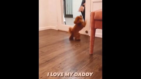 I love my Daddy 💓 | #Shorts #Animals #Puppy