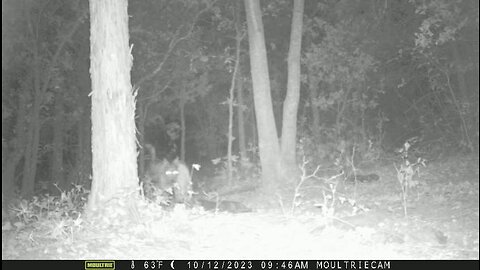 Trail Cam ~ 10/13/2023 (dogs)