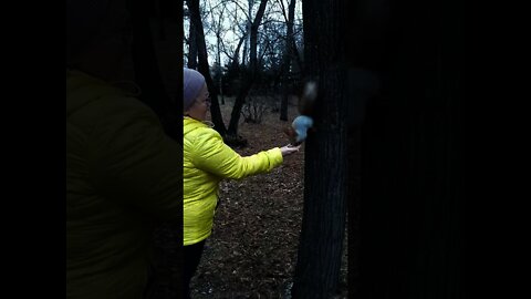 A smart squirrel came up to a woman and did this... Watch to the End!