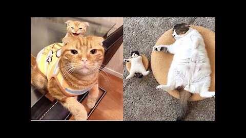 How Well Mother Cats Take Care of Their Kittens funny cat videos collection must watch