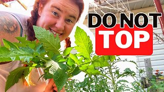 Tomato Pruning For Cold Climates.