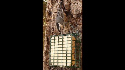 White-breasted Nuthatch🐦Acrobatic Suet Nibble