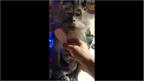Monkey demands to be gently brushed by caretaker