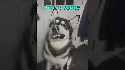 Niko Loves Apples ~ Alaskan Malamute snack time