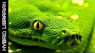 World's 10 Most Dangerous Snakes (with SnakeBytesTV)