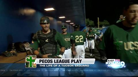 Pecos League Play: The life of a Tucson Saguaro