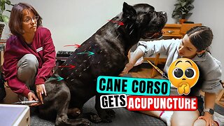 Cane Corso Gets Acupuncture for Spine Condition