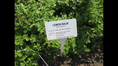 Feeling The Monday Love Lemon Balm Sept 2021