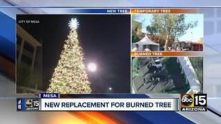 Mesa replaces tree that was burned down last week