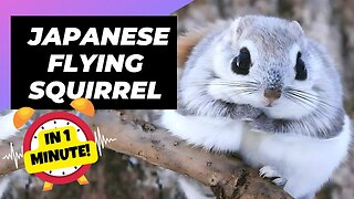 Japanese Flying Squirrel - In 1 Minute! 🐿 One Of The Cutest And Most Exotic Animals In The Wild