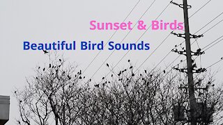 Birds Chirping-Relaxing Natural Sounds