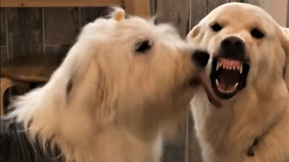 Angry pup hates getting kisses from sheepdog