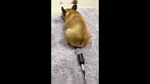 funny dog farting