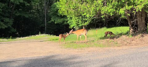Mother deer and twins out exploring