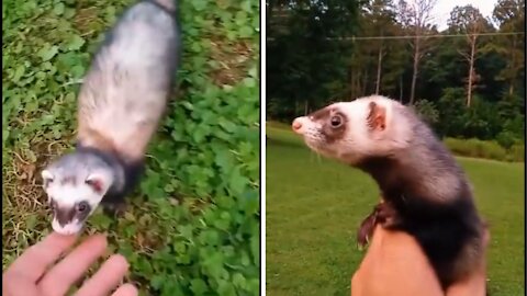 Friendly ferret found in backyard