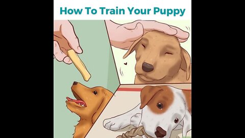 how to train your dog