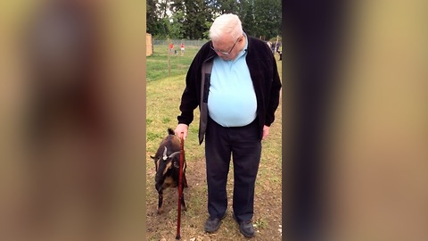 Goat completely obsessed with old man's cane