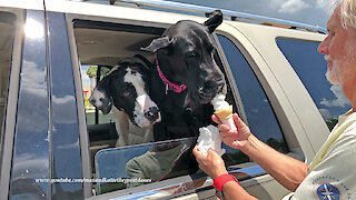 Great Dane Licks And Savors An Ice Cream Cone