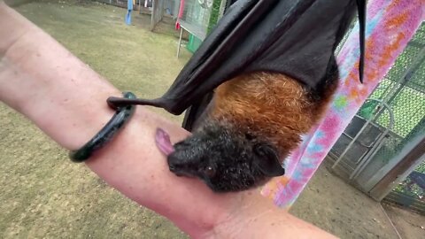 Ever Been Licked By A Bat? Meet Poppy - Hazards of Working With Bats - Behind The Scenes Bat Aviary