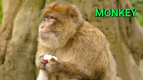 Monkey eating apple | animal life