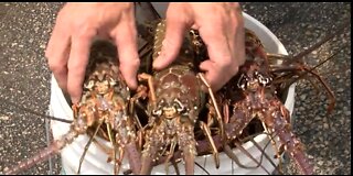 Rules to follow during spiny lobster mini-season