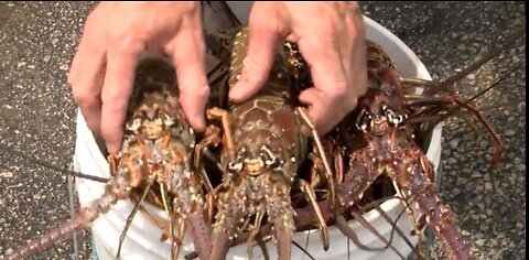 Rules to follow during spiny lobster mini-season