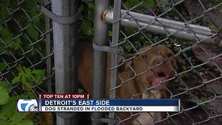 Dog stranded by flooding on Detroit's east side