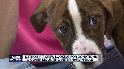 Detroit Pit Crew needs help paying $70,000 in vet bills