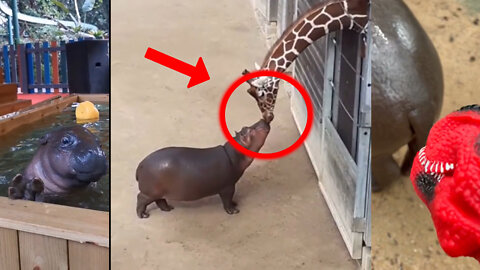 Funny and Cute Hippo Compilation - A Giraffe and Hippo Meet For the FIRST TIME