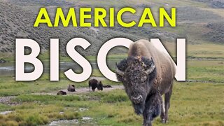 DO NOT GET CLOSE TO THIS HUGE AMERICAN BISON -HD | HERD OF BISON | EUROPEAN BISON