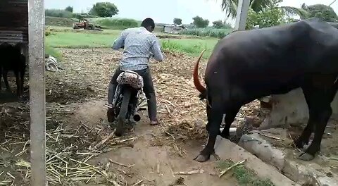 Funny Villege Video _ Buffalo _ ExtraComedy