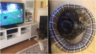 Davanti alla TV, guarda video degli amici gatti e cani!