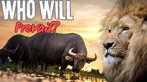 Who Will Prevail? The Epic Showdown: Lions vs. Buffalo