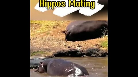 Hippopotamus mating #shorts