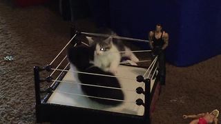 2 Kittens Wrestling WWE Style