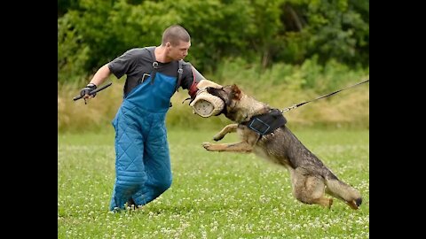 Self Defence which WILL save you from a dog attack ..... MUST LEARN