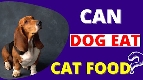 can dogs eat cat food