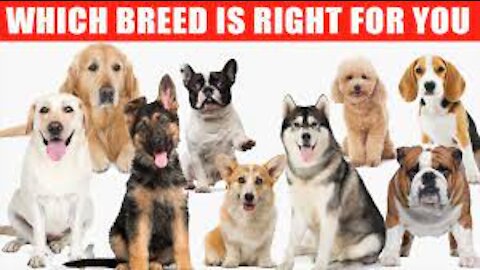 Review of the Top 10 Dog Breeds and Which Breed is Right for You